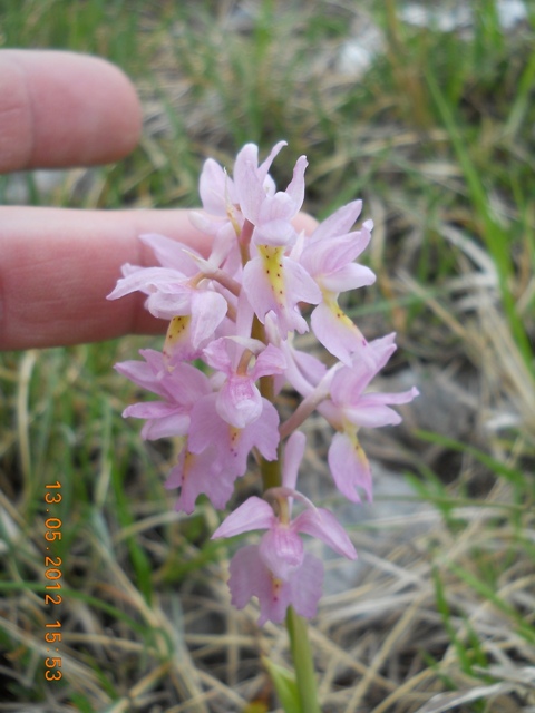 O.mascula, O.pauciflora, O.x colemanii...